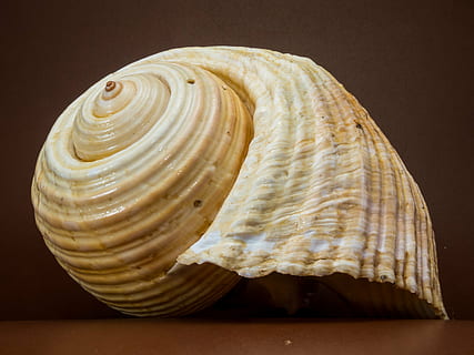 alb, maro, scoică, coajă, melc, închide, mare, coajă de animale, natură, spirală, a închide, plajă, animal, fundaluri, studio shot, în interior, un singur obiect, nici o persoana, alimente, mancare si bautura, fundal colorat, model, mâncat sănătos, bunăstare, animale sălbatice, modelul natural, Fundal negru, masa, 4K, CC0, domeniu public, fără drepturi de autor