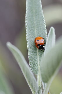 Marienkäfer, Makro, Käfer, Natur, Insekt, Punktmuster, Nahansicht, wirbellos, ein Tier, Tierthemen, Tier, Tierwelt, Tiere in freier Wildbahn, Pflanze, Pflanzenteil, Blatt, grüne Farbe, keine Leute, beschmutzt, Tag, selektiver Fokus, Schönheit in der Natur, draußen, klein, 4K, CC0, gemeinfrei, lizenzfrei