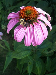 blomst, blomster, bi, humlebi, plante, planter, botanik, insekt, echinacea, urt, urte, urter, lyserød, lilla, sollys, have, forår, sommer, haveplante, natur, kronblad, blomstrende plante, skrøbelighed, sårbarhed, blomsterhoved, skønhed i naturen, friskhed, vækst, blomsterstand, tæt på, lyserød farve, fokus på forgrunden, pollen, et dyr, ingen mennesker, solhat, udendørs, bestøvning, 1080P, CC0, offentligt domæne, royaltyfrie