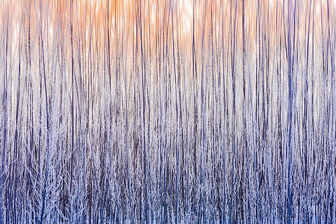 purple trees painting, photography, black, tall, trees, texture, tree, snow, winter, sunset, backgrounds, full frame, pattern, textured, no people, day, close-up, wood - material, nature, outdoors, abstract, wood grain, wood, rough, striped, cold temperature, pine tree, abstract backgrounds, textured effect, pine woodland, 5K, CC0, public domain, royalty free