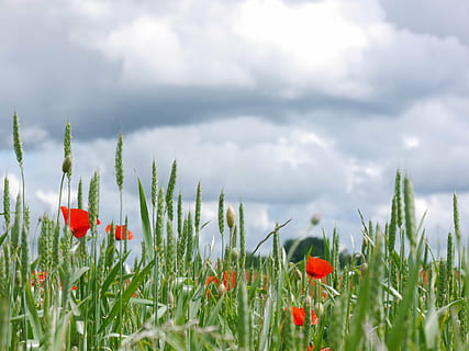 Wolken, Mohn, Wiese, wolke - himmel, Pflanze, Blume, Himmel, blühende Pflanze, Natur, Frische, Schönheit in der Natur, Land, Feld, rot, Wachstum, Gras, Umgebung, Zerbrechlichkeit, keine Leute, Verletzlichkeit, Landschaft, draußen, Frühling, Blütenkopf, 4K, CC0, gemeinfrei, lizenzfrei