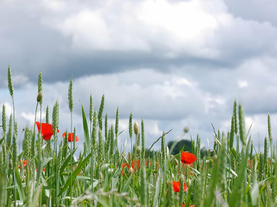 Wolken, Mohn, Wiese, wolke - himmel, Pflanze, Blume, Himmel, blühende Pflanze, Natur, Frische, Schönheit in der Natur, Land, Feld, rot, Wachstum, Gras, Umgebung, Zerbrechlichkeit, keine Leute, Verletzlichkeit, Landschaft, draußen, Frühling, Blütenkopf, 4K