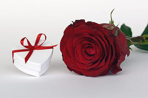 blanc, caixa de regal de cor, al costat, vermell, rosa, Rosa vermella, cor blanc, Caixa, cor, regal, bucle, sorpresa, donar, obert, flor de rosa, romanç, amor, flor, florir, flors, dia de Sant Valentí, dia del casament, verd, romàntic, relació, noble, tir de l'estudi, fons blanc, cap gent, primer pla, dia, flor de roses, planta, frescor, bellesa a la natura, emoció, naturalesa, planta amb flors, a l'interior, emoció positiva, pètal, vulnerabilitat, inflorescència, cap de flor, dia de Sant Valentí: vacances, 5K, CC0, domini públic, lliure de regalies