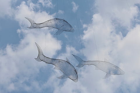 tre, haj drage, himmel, fisk streng indretning, hvid, skyer, blå, fisk, skulptur, kunst, Sky, sky - himmel, flyvende, dyr, dyre temaer, natur, hvirveldyr, dyr i naturen, dyreliv, ingen mennesker, lav vinkel visning, gruppe af dyr, spredte vinger, udendørs, dag, Midt i luften, dyrefløj, to dyr, dyre skala, 5K, CC0, offentligt domæne, royaltyfrie