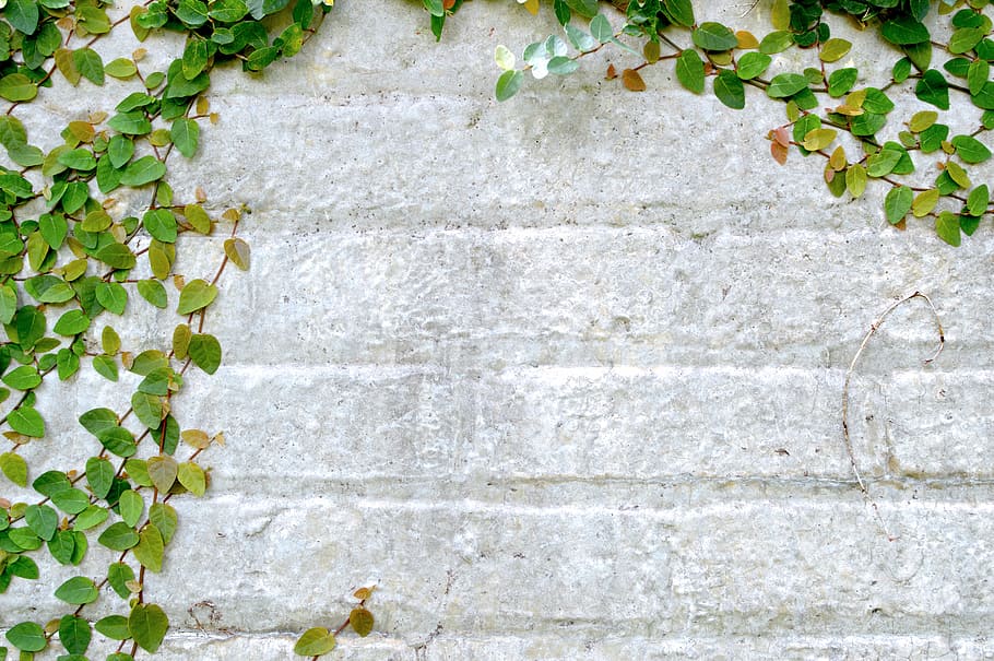 muri, parlare, foto, grigio, calcestruzzo, superficie, parete, mattone, pietra, edera, pianta, le foglie, foglia, giardino, vite, Estate inoltrata, sfondo, struttura, leafe verde, caratteristica della parete, crescita, parte vegetale, architettura, giorno, struttura costruita, pianta rampicante, nessuno, colore verde, scala, all'aperto, natura, strutturato, sfondi, fotogramma intero, avvicinamento, muro di pietra, 5K