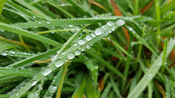 dug, perle, regn, blad, våd, plante, natur, græs, vand, dråbe, grøn farve, vækst, plante del, tæt på, friskhed, græsblad, skønhed i naturen, ingen mennesker, dag, regndråbe, renhed, udendørs, regntiden, 4K, CC0, offentligt domæne, royaltyfrie