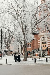 hombre, mujer, capa, en pie, marchito, arboles, dos, gente, nieve, cubierto, árbol, invierno, mayor, Pareja, catedral, exterior del edificio, temperatura fría, estructura construida, arquitectura, ciudad, árbol desnudo, planta, naturaleza, gente real, edificio, calle, grupo de personas, día, transporte, rama, para caminar, al aire libre, nevando, 5K, CC0, dominio público, libre de derechos