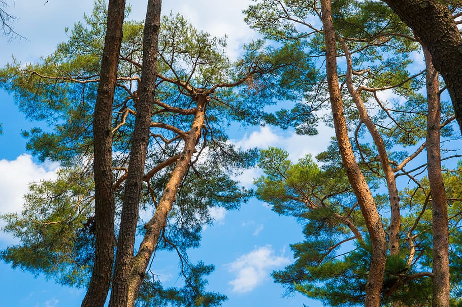 legna, pineta, paesaggio, cielo, foresta, luce del sole, le foglie, natura, albero, Inquadratura dal basso, giorno, Pino, pianta, crescita, tronco, tronco d'albero, la tranquillità, bellezza nella natura, nessuno, ramo, colore verde, all'aperto, terra, scena tranquilla, blu, alto - alto, baldacchino di albero, 4K