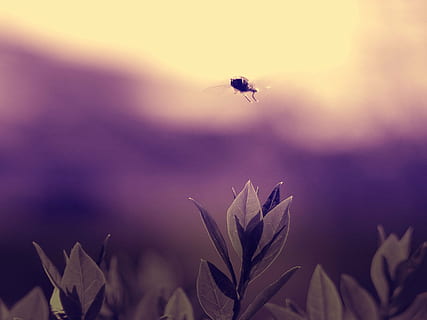 verwischen, hell, Nahansicht, Dämmerung, zart, fliegen, fliegend, Garten, Wachstum, Insekt, Landschaft, Blätter, Licht, draußen, Sommer-, Sonnenuntergang, Schönheit in der Natur, Natur, wirbellos, Tierwelt, Pflanze, Blume, Tiere in freier Wildbahn, blühende Pflanze, Tier, Tierthemen, in der Luft, keine Leute, selektiver Fokus, Fokus auf den Vordergrund, Frische, Zerbrechlichkeit, lila, Blütenkopf, 5K, CC0, gemeinfrei, lizenzfrei