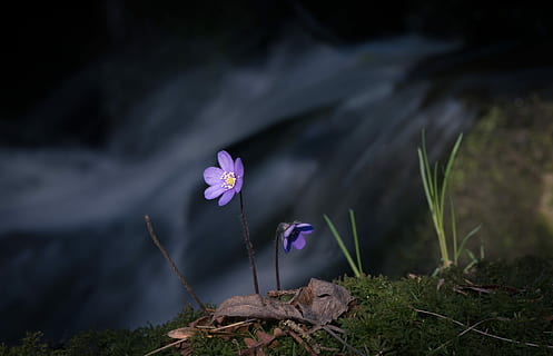 superficiale, fotografia a fuoco, viola, fiori, stelo, erba, scogliera, acqua, fiore, pianta fiorita, pianta, freschezza, bellezza nella natura, fragilità, vulnerabilità, natura, avvicinamento, petalo, nessuno, crescita, infiorescenza, testa di fiore, iris, concentrarsi sulle conoscenze acquisite, all'aperto, giorno, croco, 4K, CC0, dominio pubblico, privo di copyright