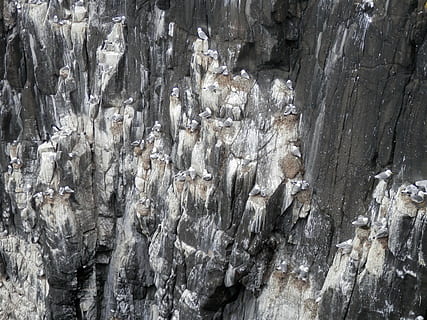 meeuwen, nesting, zeemeeuw, klippen, dier, meeuw, dieren in het wild, natuur, achtergronden, volledig kader, getextureerde, geen mensen, patroon, dag, geologie, buitenshuis, ruw, detailopname, rots, natuurlijk patroon, hout - materiaal, schoonheid in de natuur, rock - object, rotsformatie, solide, detail-, uitgehold, 4K, CC0, publiek domein, royaltyvrij