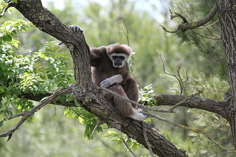 giungla, albero, scimmia, selvaggio, primate, natura, animale, mammifero, foresta, foresta pluviale tropicale, animali allo stato selvatico, specie in pericolo, carina, macaco, Africa, fauna selvatica, pianta, ramo, seduta, un animale, vertebrato, nessuno, giorno, lunghezza intera, all'aperto, cura, 5K, CC0, dominio pubblico, privo di copyright