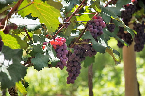 vaisiai, pobūdį, cacho, lapai, maisto, vynmedis, vynuogynas, uva, derlius, uogų, Maistas ir gėrimai, sveika mityba, augimą, augalų, Žemdirbystė, Vynuogė, šviežumas, medis, pasėlių, augalų dalis, krūva, vyno gamyba, kabantis, gerovę, subrendęs, lauke, nėra žmonių, plantacija, 2K, CC0, Viešasis domenas, nemokamai