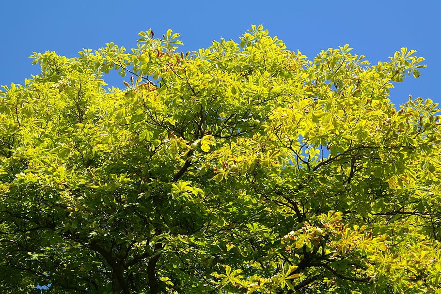 arbre, castanya, fulles, verd, cel, buckeye, planta, bellesa a la natura, creixement, flor, color verd, naturalesa, planta amb flors, llum solar, cel clar, cap gent, a l'aire lliure, dia, part de la planta, full, frescor, blau, groc, assolellat, 5K