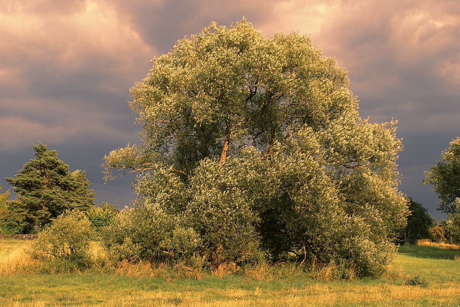 albero, natura, paesaggio, erba, rurale, cielo coperto, nuvole scure, illuminazione, cielo serale, vista, pianta, nuvola - cielo, bellezza nella natura, cielo, la tranquillità, terra, ambiente, crescita, scenics - natura, campo, scena tranquilla, nessuno, giorno, all'aperto, colore verde, scena non urbana, 2K