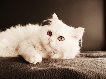 gat, bonic, gatet, mascota, mamífer, animal, nacional, mico, poc, retrat, pell, adorable, amable, gentilesa, mirant, divertit, la pota, persa, jove, blanc, petit, raça, pura raça, estudi, amor, cara, gat domèstic, mascotes, animals domèstics, temes d'animals, felí, un animal, relaxació, a l'interior, sofà, estirat, mirant la càmera, mobles, vertebrats, còmode, cap gent, bigotis, gat persa, fons negre, ull d’animals, acollidor, cap d’animals, 2K, CC0, domini públic, lliure de regalies