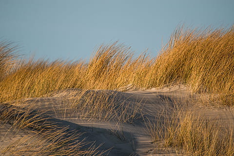 campo di erba verde, erba delle dune, duna, erba, sabbia, spiaggia, costa, mare del Nord, paesaggio, mare, erbe, paesaggio costiero, vento, natura, dune di sabbia, Germania, palude, nessuno, giorno, erba di marram, all'aperto, pianta, Paesaggi, cielo, terra, bellezza nella natura, ambiente, acqua, la tranquillità, duna di sabbia, scenics - natura, cielo sereno, scena non urbana, fauna selvatica, erba di coda di topo, 5K, CC0, dominio pubblico, privo di copyright