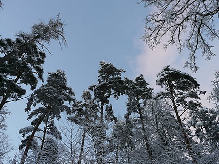 stromy, les, horní, zasněžený, zimní, nebe, sníh, ledový, Studený, bílý, strom, borovice, Příroda, nikdo, rostlina, nízký úhel pohledu, krása v přírodě, klid, růst, větev, scenics - příroda, mimoměstské scény, studená teplota, den, klidné scény, přistát, venku, jehličnatého stromu, borové lesy, strom baldachýn, 2K, CC0, veřejná doména, bez autorských práv