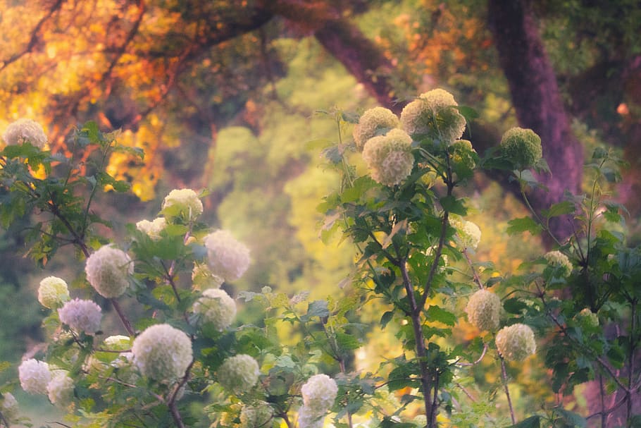 nærbillede fotografering, hvid, hortensiaer, Busk, hortensia buske, solnedgang, tusmørke, blomsterkugle, blomsterskærm, plante, natur, skønhed i naturen, plante del, blad, vækst, træ, efterår, ingen mennesker, dag, blomst, udendørs, friskhed, fokus på forgrunden, ro, sollys, blomstrende plante, afdeling, selektiv fokusering, jord, lave om, 5K