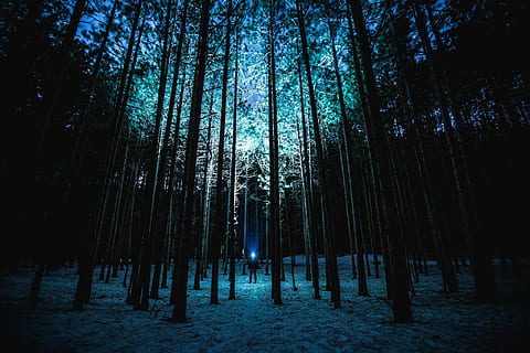 persona, en pie, medio, bosque, arboles, árbol, ligero, flash, silueta, hombre, mujer, el maletero, noche, naturaleza, realce, oscuro, púrpura, azul, planta, tierra, tronco de arbol, tranquilidad, crecimiento, escena tranquila, belleza en la naturaleza, paisajes - naturaleza, nadie, escena no urbana, ambiente, al aire libre, abundancia, bosque de bambú, planta de bambú, 1080P, CC0, dominio público, libre de derechos