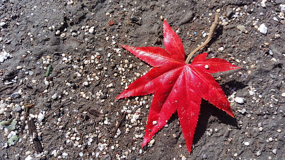 esdoorn blad, rood, humeur, hoge hoekmening, detailopname, geen mensen, natuur, dag, blad, deel van de plant, herfst, land-, buitenshuis, veld-, getextureerde, verandering, recht boven, schoonheid in de natuur, nat, vallend, rots, bladeren, 4K, CC0, publiek domein, royaltyvrij