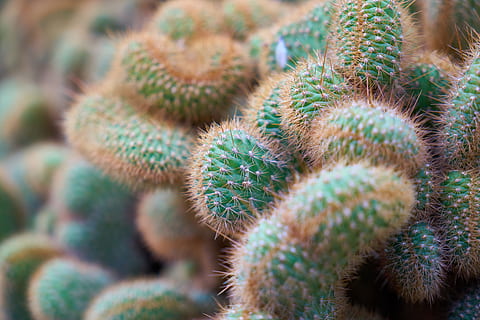 cactus, dea, ago, macro, foto di fiori, giardino, pianta, fiore, bellissimo, natura, vaso di fiori, fiori, pianta del fogliame, colpi di dettaglio, sfondo, vicino, solido, nessuno, struttura, avvicinamento, dettaglio, colore, modello, immagine a colori, sfondi, prospettiva, spina, pianta succulenta, spillo, deserto, botanica, colore verde, crescita, bellezza nella natura, fotogramma intero, acuto, messa a fuoco selettiva, freschezza, grande gruppo di oggetti, all'aperto, cibo, giorno, clima, clima arido, 5K, CC0, dominio pubblico, privo di copyright