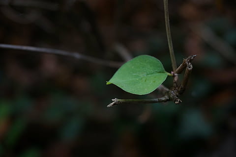 foglia, foresta, individualmente, verde, buio, le foglie, natura, parte vegetale, avvicinamento, pianta, concentrarsi sulle conoscenze acquisite, nessuno, colore verde, fauna selvatica, temi animali, giorno, un animale, acqua, animali allo stato selvatico, animale, far cadere, all'aperto, bagnato, crescita, 5K, CC0, dominio pubblico, privo di copyright