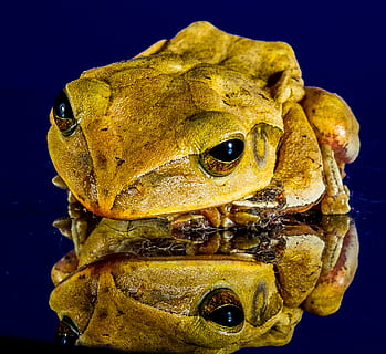 green frog, frog, close, mirror image, amphibian, animal, nature, toad, wildlife, close-up, one animal, animal themes, yellow, vertebrate, animal wildlife, no people, animals in the wild, animal body part, water, sea, animal head, indoors, underwater, reptile, animal eye, marine, 2K, CC0, public domain, royalty free