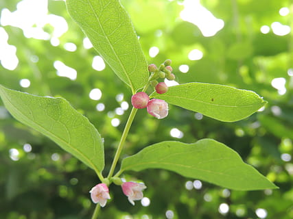 flor, florir, rosa, infern, primavera, fulles, brot, vermell, naturalesa, verd, full, color verd, planta, creixement, part de la planta, bellesa a la natura, primer pla, frescor, enfocament selectiu, vulnerabilitat, cap gent, centrar-se en primer pla, dia, fragilitat, a l'aire lliure, planta amb flors, menjar i beguda, tirar, 4K, CC0, domini públic, lliure de regalies