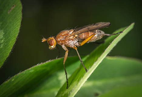 insect, wing, fly, animals, macro, sheet, invertebrate, animal themes, animal, one animal, animal wildlife, animals in the wild, close-up, plant part, leaf, plant, green color, animal wing, no people, nature, day, selective focus, growth, beauty in nature, animal body part, animal eye, 5K, CC0, public domain, royalty free