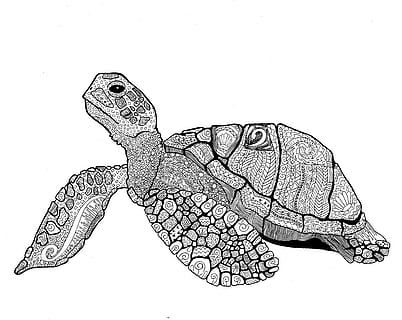 turtle, animal, shell, animal themes, animal wildlife, one animal, animals in the wild, close-up, white background, studio shot, no people, animal wing, invertebrate, insect, animal markings, indoors, vertebrate, butterfly - insect, reptile, nature, copy space, beauty in nature, butterfly, 5K, CC0, public domain, royalty free