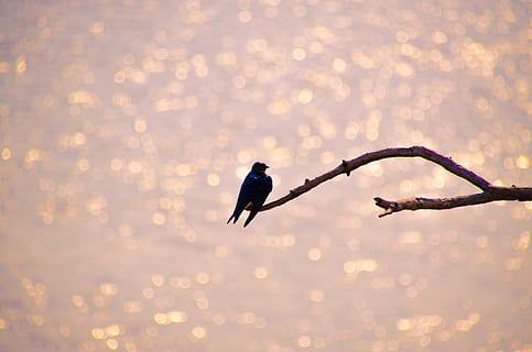 Hintergrundbeleuchtung, Ave., Dämmerung, Tierthemen, Tier, Tierwelt, Vogel, Tiere in freier Wildbahn, Wirbeltier, fliegend, Natur, ein Tier, Baum, Sonnenuntergang, draußen, keine Leute, Tierkörperteil, Schönheit in der Natur, Ast, Fokus auf den Vordergrund, Pflanze, Sonnenlicht, 4K, CC0, gemeinfrei, lizenzfrei