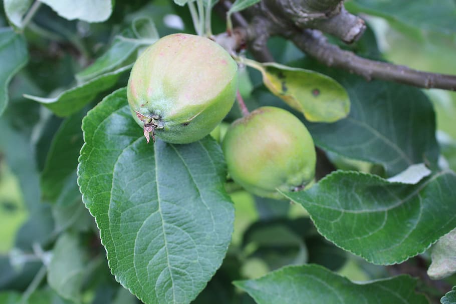 Äpfel, Baum, Karte, Obst, Grün, Natur, Apfelzweig, Apfelbaum, Früchte, Blatt, Essen und Trinken, Pflanzenteil, gesundes Essen, Lebensmittel, grüne Farbe, Frische, Nahansicht, Wachstum, Pflanze, Wohlbefinden, keine Leute, Tag, Fokus auf den Vordergrund, draußen, Landwirtschaft, Ast, reif, 4K