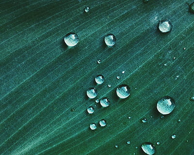 Makroaufnahme, Wassertropfen, Grün, Textil-, Hintergrund, verwischen, Blase, klar, Nahansicht, Tau, Tröpfchen, Fokus, grünes Blatt, h2o, Flüssigkeit, Makro, Natur, Muster, Wasser, nass, grüne Farbe, keine Leute, Hintergründe, Vollbild, High Angle View, fallen, drinnen, große gruppe von gegenständen, Sport, Tag, Fülle, Stillleben, Blatt, Blätter, 1080P, CC0, gemeinfrei, lizenzfrei