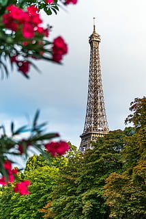 alb, negru, turn de oțel eiffel, Oțel negru, turnul Eiffel, turn, loc faimos, Paris, Franta, arhitectură, Franţa, turism, destinații de călătorie, Europa, călătorie, roșu, copac, culturi, oraș, monument, scenă urbană, cer, construită, istorie, în aer liber, înalt - înalt, plantă, natură, trecutul, exteriorul clădirii, vedere unghiulară joasă, zi, creştere, nici o persoana, turlă, 5K