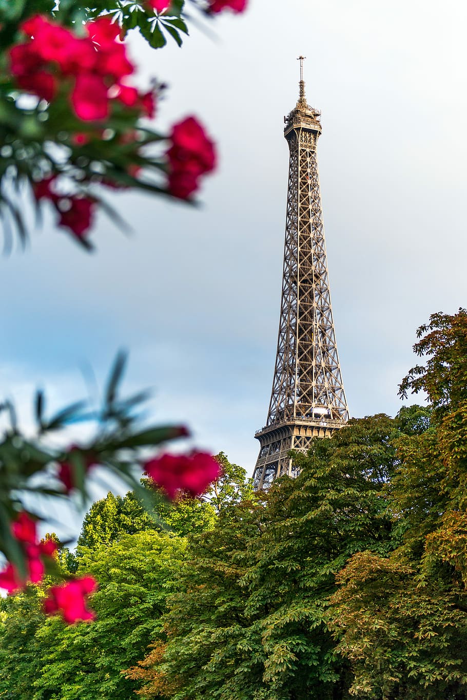 alb, negru, turn de oțel eiffel, Oțel negru, turnul Eiffel, turn, loc faimos, Paris, Franta, arhitectură, Franţa, turism, destinații de călătorie, Europa, călătorie, roșu, copac, culturi, oraș, monument, scenă urbană, cer, construită, istorie, în aer liber, înalt - înalt, plantă, natură, trecutul, exteriorul clădirii, vedere unghiulară joasă, zi, creştere, nici o persoana, turlă, 5K