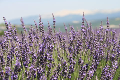 Provence, Lavendelfeld, Sommer-, Blume, blühende Pflanze, Schönheit in der Natur, Pflanze, Wachstum, lila, Zerbrechlichkeit, Verletzlichkeit, Frische, Lavendel, Natur, Feld, keine Leute, Land, Ruhe, Nahansicht, Tag, lavendelfarben, ruhige Szene, Fokus auf den Vordergrund, Blütenkopf, 4K, CC0, gemeinfrei, lizenzfrei
