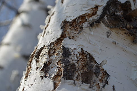 bedoll, arbre, primavera, tronc, escorça de bedoll, naturalesa viva, fusta, estructura de l'arbre, siberia, troncs d’arbres, bosc, arbres, escorça, hivern, neu, temperatura de fred, primer pla, naturalesa, cap gent, dia, centrar-se en primer pla, material de fusta, planta, tronc de l'arbre, textura, a l'aire lliure, terra, enfocament selectiu, aigua, congelat, gel, 4K, CC0, domini públic, lliure de regalies