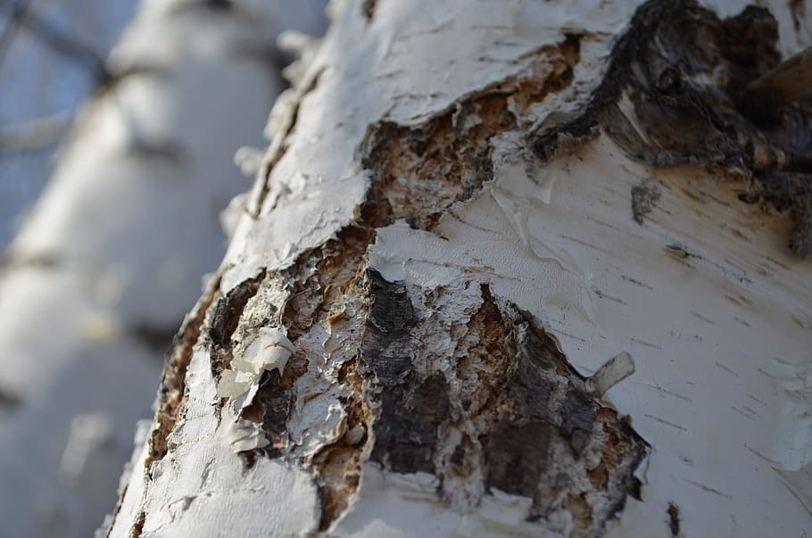 bedoll, arbre, primavera, tronc, escorça de bedoll, naturalesa viva, fusta, estructura de l'arbre, siberia, troncs d’arbres, bosc, arbres, escorça, hivern, neu, temperatura de fred, primer pla, naturalesa, cap gent, dia, centrar-se en primer pla, material de fusta, planta, tronc de l'arbre, textura, a l'aire lliure, terra, enfocament selectiu, aigua, congelat, gel, 4K