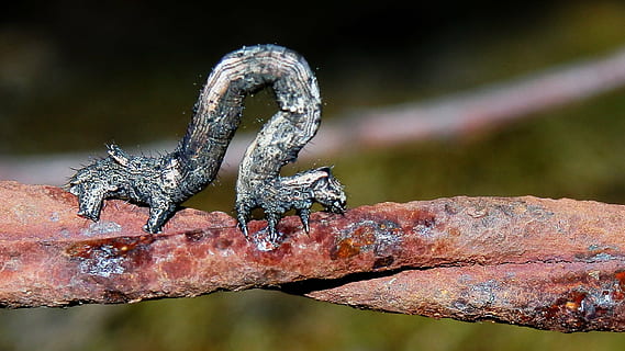 caterpillar, stick, insect, macro, wildlife, creature, natural, barbed wire, exotic, wild, nature, animal wildlife, animal themes, animal, animals in the wild, one animal, reptile, vertebrate, no people, water, focus on foreground, close-up, tree, full length, outdoors, day, side view, branch, rock - object, profile view, marine, rainforest, 2K, CC0, public domain, royalty free