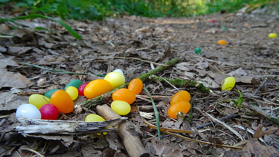 Pasqua, ous de Pasqua, bosc, sòl del bosc, camí forestal, ou, nens, cerca, fulles, menjar, vegetals, menjar i beguda, cap gent, naturalesa, dia, terra, camp, alimentació saludable, frescor, planta, vista d’angle alt, creixement, primer pla, a l'aire lliure, color taronja, fruita, benestar, part de la planta, full, 2K, CC0, domini públic, lliure de regalies