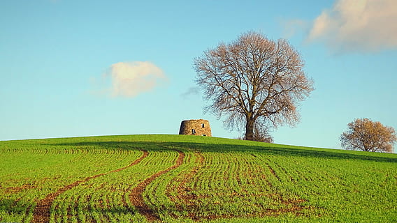 nori, cer, copac, copaci, moara de vant, iarbă, plantă, teren, camp, peisaj, rural, Culoarea verde, mediu inconjurator, natură, frumusețe în natură, nor - cer, creştere, scenice - natura, agricultură, nici o persoana, o scenă liniștită, liniște, arhitectură, zi, în aer liber, 5K, CC0, domeniu public, fără drepturi de autor