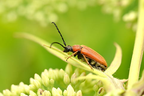 beetle, insect, macro, close, neck bracket, nature, garden, green color, one animal, animals in the wild, animal wildlife, animal themes, plant, close-up, day, invertebrate, animal, focus on foreground, selective focus, no people, plant part, growth, beauty in nature, zoology, 4K, CC0, public domain, royalty free
