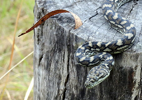 slange, python, krybdyr, dyr, natur, dyreliv, rovdyr, eksotisk, tæppe, Australien, zoologi, krybende, kure, træ, dyre temaer, dyr i naturen, træ - materiale, træstamme, bagagerum, et dyr, hvirveldyr, dag, plante, ingen mennesker, tæt på, fokus på forgrunden, udendørs, Skov, jord, bark, 2K, CC0, offentligt domæne, royaltyfrie