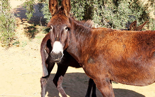 asini, animali, capo, temi animali, animale, mammifero, vertebrato, animali domestici, bestiame, un animale, fauna selvatica, Marrone, domestico, giorno, luce del sole, natura, terra, campo, in piedi, nessuno, pianta, albero, erbivoro, all'aperto, testa di animale, 2K, CC0, dominio pubblico, privo di copyright