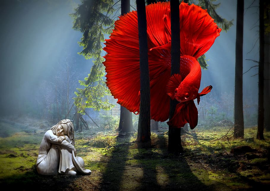 dona, vermell, peix betta, peix, bosc, fosc, llum, estàtua, somiador, fantasia, somni, ombres, boira, art, somiar, betta, aquàtics, contrast, naturalesa, planta, dia, arbre, bellesa a la natura, longitud completa, gent, art i artesania, representació, caminar, paraigua, persones reals, a l'aire lliure, creativitat, persona irreconeixible, religió, terra, 2K