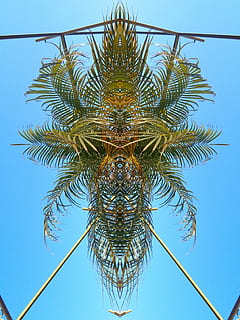 palmier, model, abstract, contrast, exotic, cer, tropical, arhitectură, cadru, oglindire, constructie, plantă, cer senin, albastru, vedere unghiulară joasă, natură, nici o persoana, copac, zi, în aer liber, creştere, climat tropical, frumusețe în natură, formă, simetrie, a închide, Culoarea verde, imediat mai jos, frunza de palmier, 4K, CC0, domeniu public, fără drepturi de autor