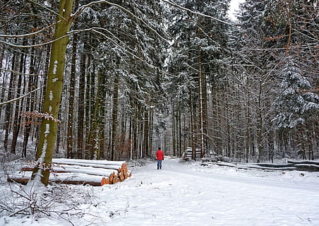 skog, vinter, vinterlig, gå, trær, vintervei, snø, natur, skogssti, kald, kaldtemperatur, tre, land, anlegg, skjønnhet i naturen, full lengde, utsikt bakover, ekte folk, hvit farge, pattedyr, ikke-urbane scene, dekker, dag, fritidsaktivitet, menn, varme klær, utendørs, 2K, CC0, offentlig domene, opphavsrett gratis