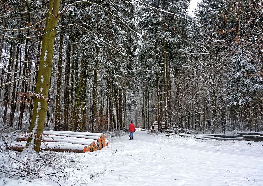 foresta, inverno, invernale, camminare, alberi, modo invernale, la neve, natura, sentiero nel bosco, freddo, temperatura fredda, albero, terra, pianta, bellezza nella natura, lunghezza intera, retrovisore, persone reali, Colore bianco, mammifero, scena non urbana, copertura, giorno, attività di svago, uomini, vestiti caldi, all'aperto, 2K
