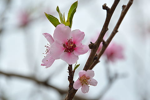 blomst, vår, natur, vårblomstring, blomster, rosa, hage, farge, gren, blomstrende plante, anlegg, skjønnhet i naturen, skjørhet, vekst, friskhet, rosa farge, sårbarhet, blomstre, tre, våren, petal, nærbilde, blomsterhodet, inflorescence, pollen, stamen, ingen folk, utendørs, kirsebærblomst, kirsebærtre, Plomme blomst, 2K, CC0, offentlig domene, opphavsrett gratis